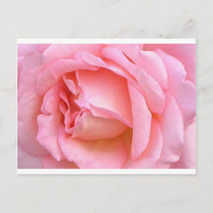 ROSE POSTKARTE