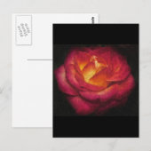 Rose Postkarte (Vorne/Hinten)