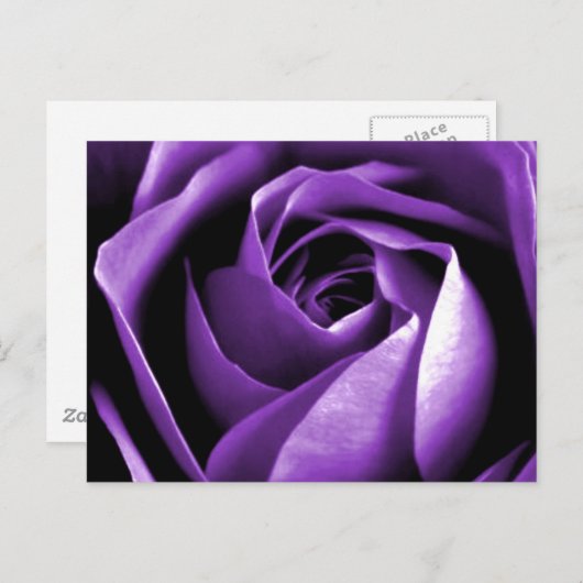 Rose Postkarte (Vorne/Hinten)