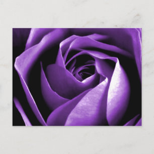 Rose Postkarte
