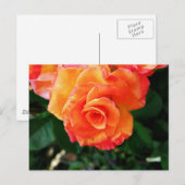 Rose Postkarte (Vorne/Hinten)