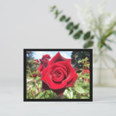 Rose Postkarte (Stehend Vorderseite)