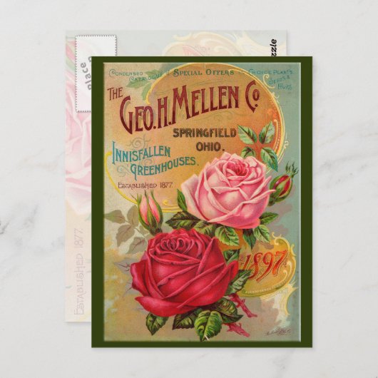 Rose Postkarte (Vorne/Hinten)