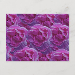 Rose Postkarte