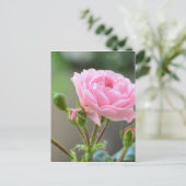 Rose Postkarte (Stehend Vorderseite)