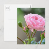 Rose Postkarte (Vorne/Hinten)