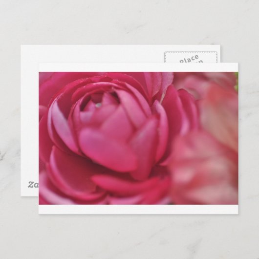 Rose Postkarte (Vorne/Hinten)