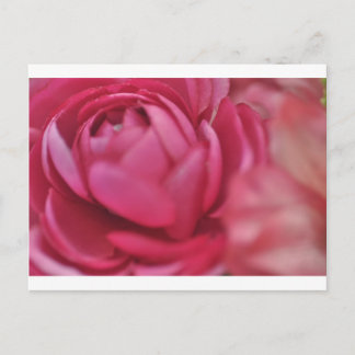 Rose Postkarte