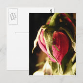 Rose Postkarte (Vorne/Hinten)