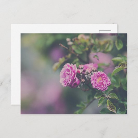 Rose Postkarte (Vorne/Hinten)