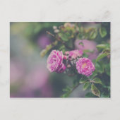 Rose Postkarte (Vorderseite)