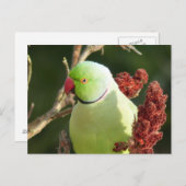 Rose Postkarte (Vorne/Hinten)