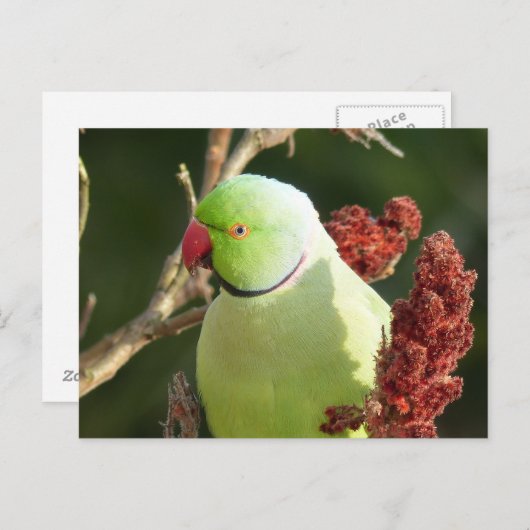 Rose Postkarte (Vorne/Hinten)