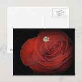 Rose Postkarte (Vorne/Hinten)