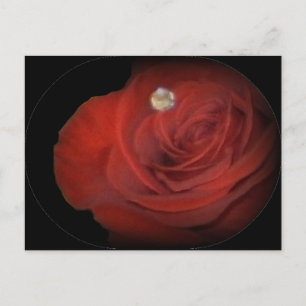 Rose Postkarte