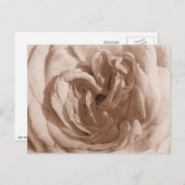 Rose Postkarte (Vorne/Hinten)