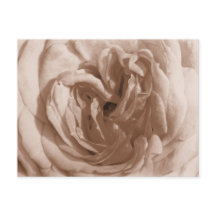 Rose Postkarte