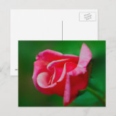 Rose Postkarte (Vorne/Hinten)