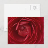 Rose Postkarte (Vorne/Hinten)