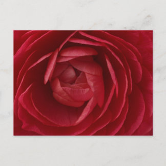 Rose Postkarte