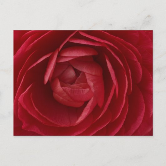 Rose Postkarte (Vorderseite)