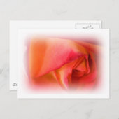 Rose Postkarte (Vorne/Hinten)
