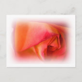 Rose Postkarte (Vorderseite)