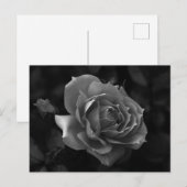 Rose Postkarte (Vorne/Hinten)
