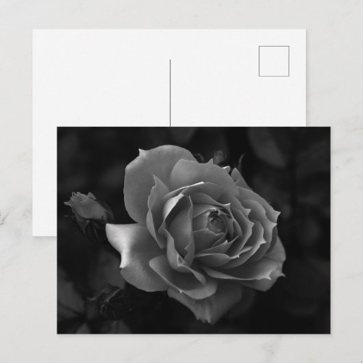 Rose Postkarte (Vorne/Hinten)