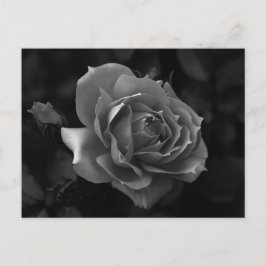 Rose Postkarte