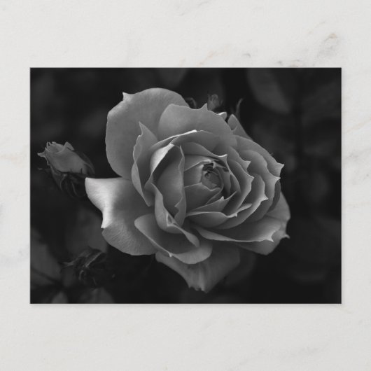 Rose Postkarte (Vorderseite)