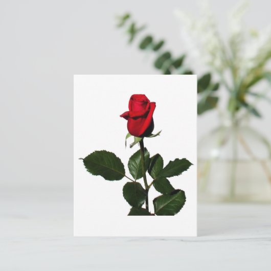 ROSE POSTKARTE (Stehend Vorderseite)