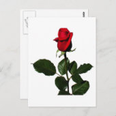 ROSE POSTKARTE (Vorne/Hinten)