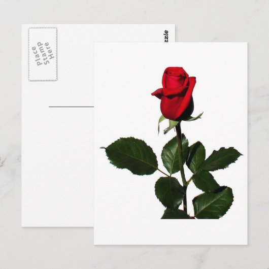 ROSE POSTKARTE (Vorne/Hinten)
