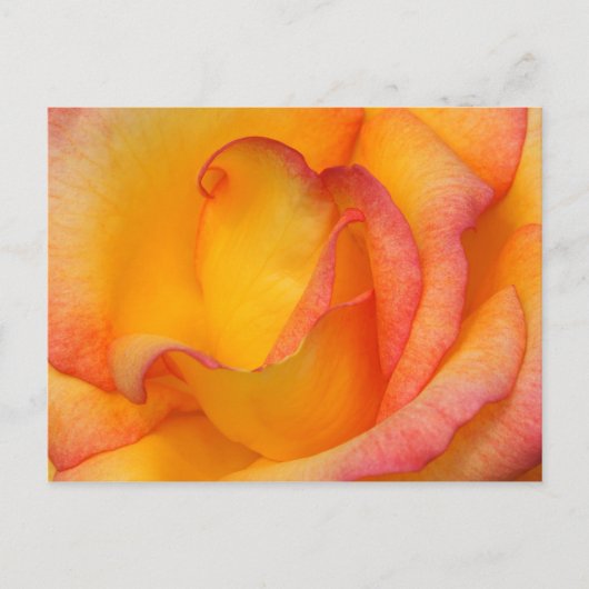 Rose Postkarte (Vorderseite)