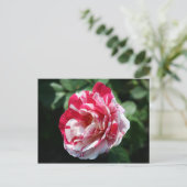Rose Postkarte (Stehend Vorderseite)