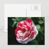 Rose Postkarte (Vorne/Hinten)