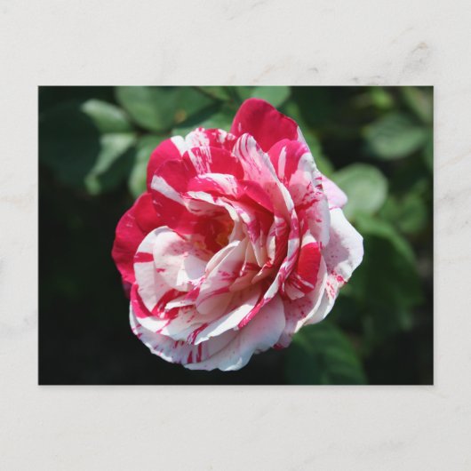 Rose Postkarte (Vorderseite)