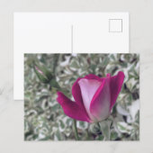 Rose Postkarte (Vorne/Hinten)