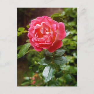 Rose Postkarte