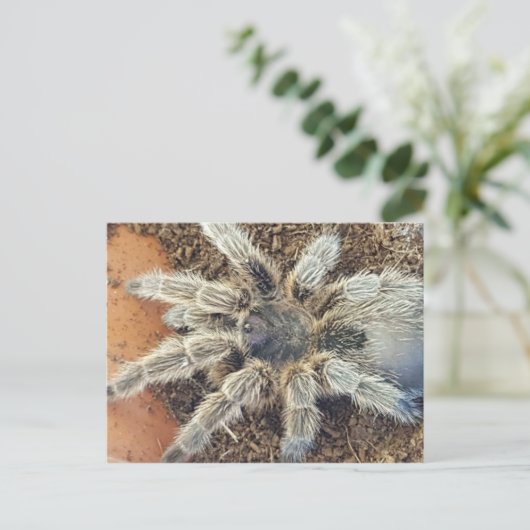 Rose Postkarte (Stehend Vorderseite)