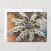 Rose Postkarte (Vorne/Hinten)