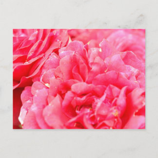 Rose Postkarte