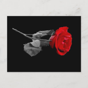 Rose Postkarte