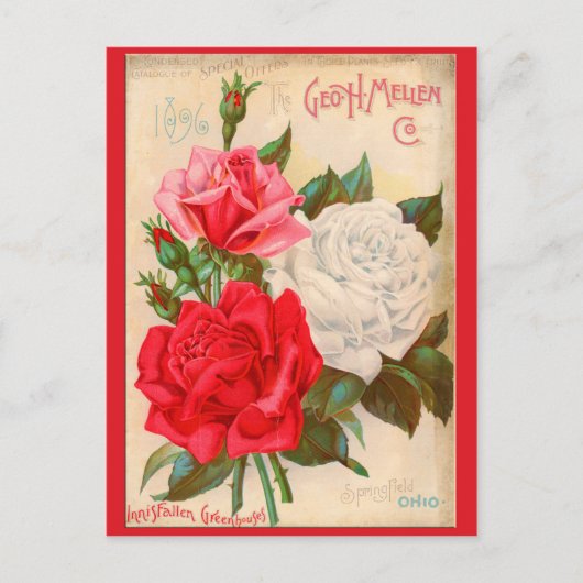 Rose Postkarte (Vorderseite)