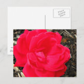 Rose Postkarte (Vorne/Hinten)