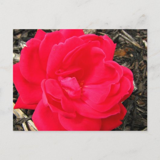 Rose Postkarte (Vorderseite)