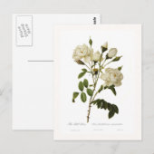 Rose Postkarte (Vorne/Hinten)