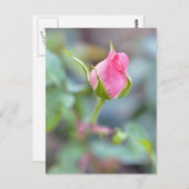 Rose Postkarte (Vorne/Hinten)
