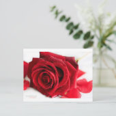 Rose Postkarte (Stehend Vorderseite)